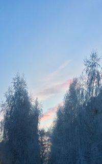 Low angle view of tree against sky during winter