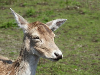 Close-up portrait of deer