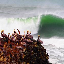 Pelican on rock by sea waves