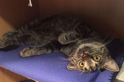 Close-up portrait of cat relaxing at home