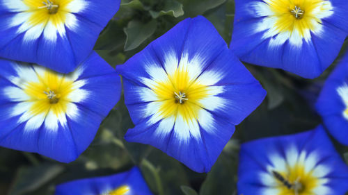 Close-up of purple flowering plants