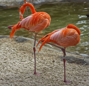 Close-up of birds in water