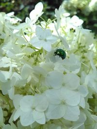 Close-up of insect on white flowering plant