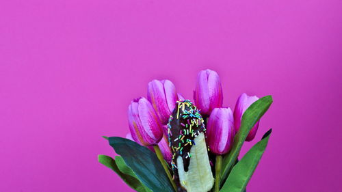 Close-up of pink flower against purple background