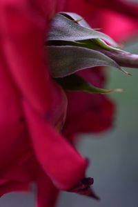 Close-up of pink flowers