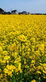 Yellow flowers growing in field