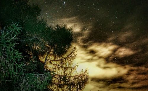 Low angle view of tree against sky at night