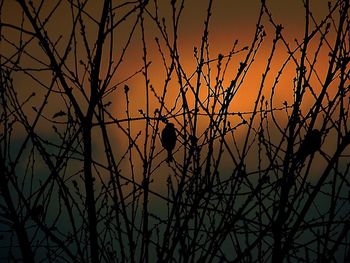 Low angle view of bare trees against sky