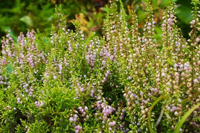 Close-up of purple flowering plants on field