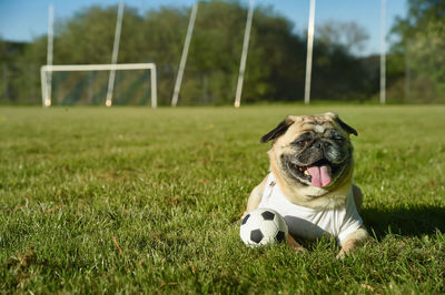 Dog pug as a mascot for soccer. little dog wears a t shirt with copy space. he is attentive
