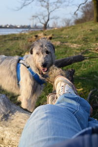 Low section of man with dog on grass