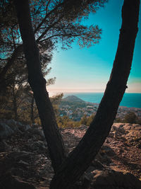 Trees on landscape against sky