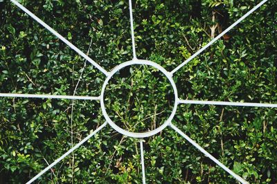 Plants growing on chainlink fence