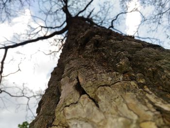 Low angle view of tree trunk