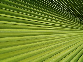 Full frame shot of palm leaf