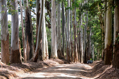 Trees growing in forest