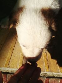 Close-up of hand holding cat