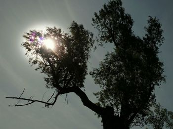Low angle view of trees against sky