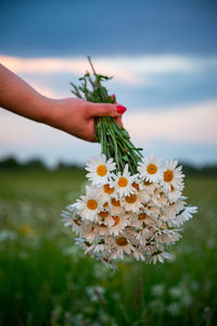 Close-up of hand holding flowering plant