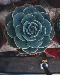 Close-up of succulent plant