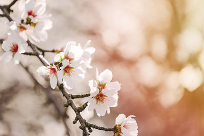 Blooming almond branch close-up. spring time background