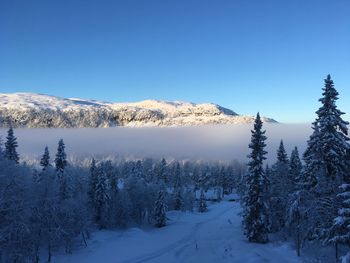 Snow covered land and trees against clear blue sky