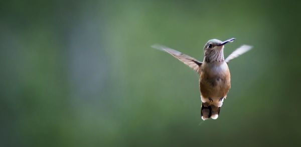 Close-up of bird flying