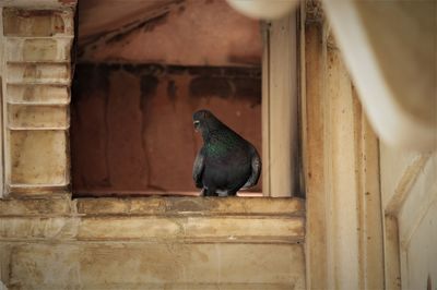 Close-up of pigeon perching on wall