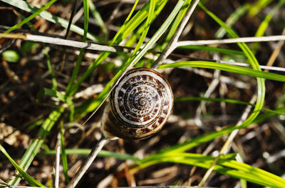 Brown coiled shell of land snail on blades of grass