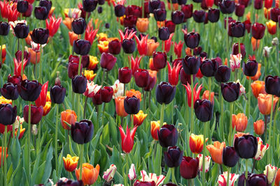 Tulips in field