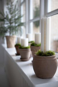 Close-up of potted plants on window sill