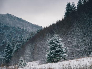 Scenic view of snow covered land against sky