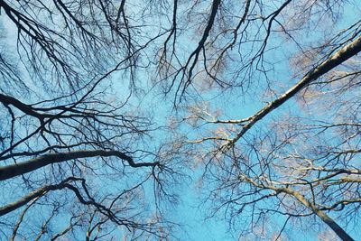 Low angle view of bare trees against blue sky