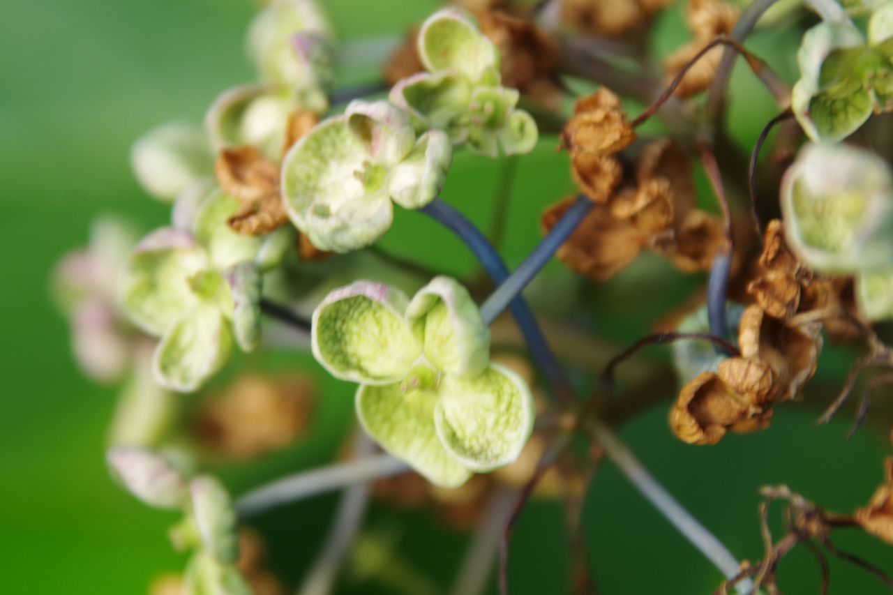 growth, flower, freshness, fragility, close-up, focus on foreground, plant, nature, beauty in nature, bud, leaf, selective focus, stem, petal, green color, blooming, new life, day, outdoors, flower head, no people, blossom, beginnings, botany, twig, in bloom, growing, green, tranquility