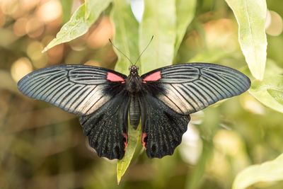 Close-up of butterfly on leaf