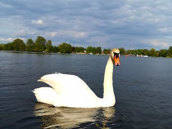 Swan swimming in a lake