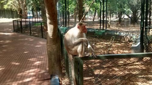 Dog standing on tree trunk