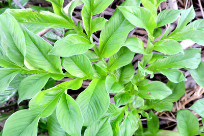 High angle view of leaves on plant