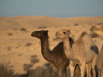 Camel in a desert