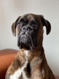 Close-up portrait of dog