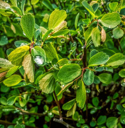 Close-up of green leaves on plant