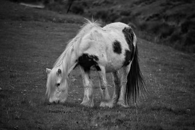 Horse on field