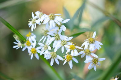 Close-up of white flowering plant