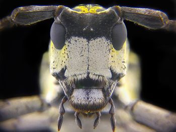 Macro shot of insect