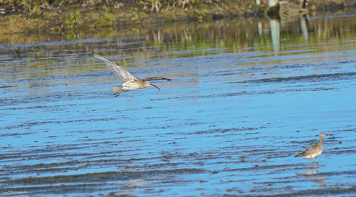 Birds flying over lake