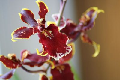 Close-up of flower against blurred background