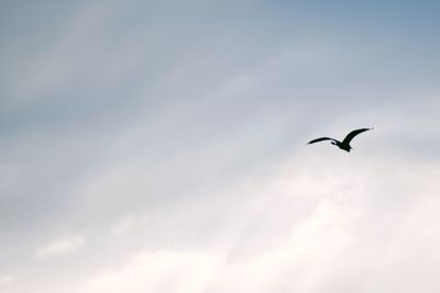 Low angle view of bird flying against sky