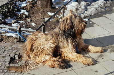 Dog on footpath