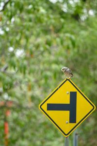View of a bird perching on road sign