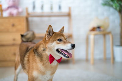 Close-up of a dog looking away